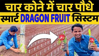 ड्रैगन फ्रूट खेती  DRAGON FRUIT PLANTATION  FULL INFORMATION  INDIAN FARMER [upl. by Ranie944]