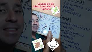 Las principales causas de las infecciones de orina o ITU [upl. by Anecuza708]