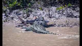 Saltwater Crocodile vs Bullshark VERY Rare [upl. by Nepean]