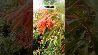 Firecracker Mexican bush  firebush  beautiful flowering  Hamelia patens [upl. by Aneen]