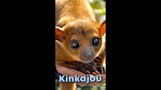 Kinkajous are closer relatives to raccoons than monkeys [upl. by Bel]