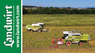 Kürbisernte mit Claas Mähdrescher  landwirtcom [upl. by Haas]