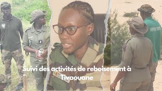 Suivi des activités de reboisement à Tivaouane [upl. by Baggs]