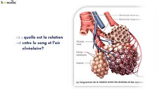 Cours de la respiration 3APIC  partie 1درس التنفس [upl. by Sholom12]