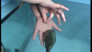 Lumpfish Trained to Get Skin Scrape [upl. by Jegar]