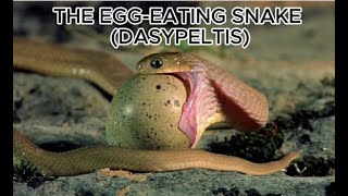 The Egg Eating Snake [upl. by Platt]