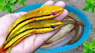 Its great catching colorful fish in slides fish in small eggs crocodiles turtles catfish [upl. by Fornof]