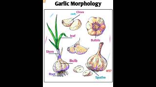 Morphology of garlic [upl. by Llednor249]