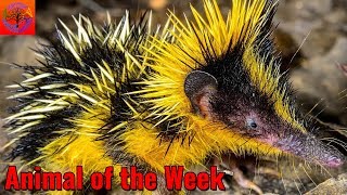 The Streaked Tenrec  Animal of the Week [upl. by Shir769]