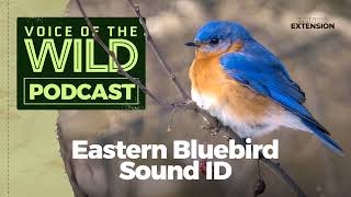 Episode 27 Eastern Bluebird – Voice of the Wild [upl. by Repsag842]