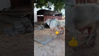 D G R bulls శివ మాన్స్టర్ongole bulls subscribe 🔔 my channel midhun ongole bulls [upl. by Ardnaxela330]