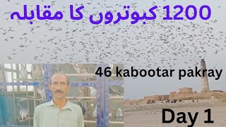 Pakistan Biggest kabootar bazi competition  1200 kabootar ki bazi  Mehmood kot city pigeons Day 1 [upl. by Oiluarb]