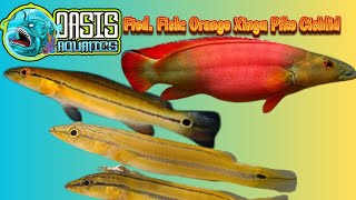 Oasis Aquatics Fted Fish Orange Xingu Pike Cichlid [upl. by Magree]