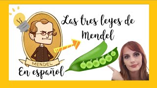 LAS TRES LEYES DE MENDEL En Español Educación biologia genetica Leyesdemendel ciencia [upl. by Anihs338]