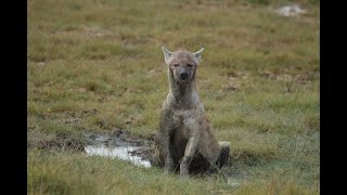 African Safari  Amazing Wildlife 2 [upl. by Neyuq]