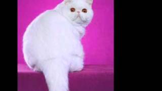 The Exotic Shorthair  An Informational Video [upl. by Davey]