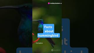 The MindBlowing Facts about Hummingbird birds animalfacts factsinhindi shorts [upl. by Nerrat]