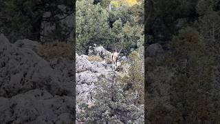 Bezoar ibex turkey trendingshorts wildlife animals reels youtubeshorts foryou viralshorts [upl. by Eihs577]