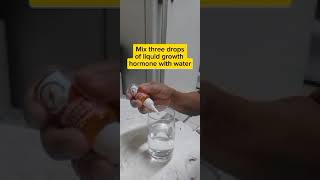 Propagating Lemongrass using liquid Growth hormone garden [upl. by Fasa822]