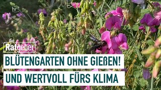 Gießfreier Garten Die gute Alternative zum Schottergarten  Die Ratgeber [upl. by Hillari]