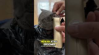 Perawatan Rambut ala ala Kucing Gemoy kucing [upl. by Doomham861]