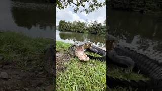 Alligator Rescue From Florida Lagoon alligator shorts alligators [upl. by Nobel]