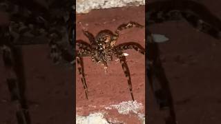 Dark fishing spider enjoying dinner nature animals spider [upl. by Fidel]