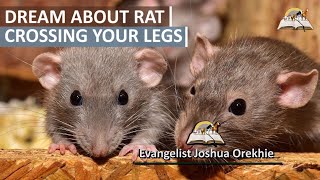 Dream About Rats Crossing Your Legs  Rat Climbing Legs Spiritual Meaning [upl. by Kcirrej874]