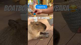 boatboat vs capybarashorts capybara rabbit sigma [upl. by Damour57]