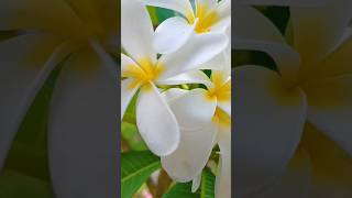 Its my beautiful blooming result of champa cutting👍🌸shorts viral viralvideo garden trending [upl. by Mcnutt]