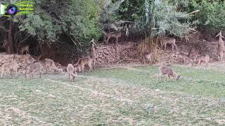 Les mouflons gorges toudgha Tinghir الأروي بمضايق تودغى تنغير [upl. by Luise396]