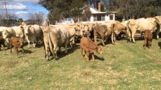 CHAROLAISANGUS X COWS amp CALVES [upl. by Shayla]