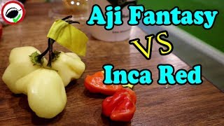 Chili Pepper Reviews  Aji Fantasy VS Inca Red [upl. by Lennahc726]