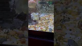 Four lined pictus catfish￼ [upl. by Atilrahc]