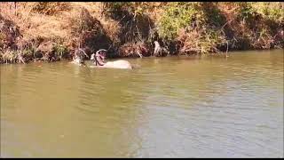 Croc vs Kudu  Kudu Caught Crossing a River  EcoTraining [upl. by Nwahsad428]