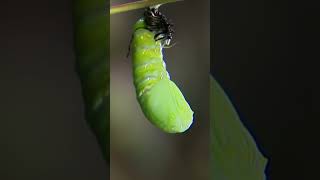 Caterpillar to Monarch Butterfly Metamorphosis  Timelapse [upl. by Eillas]