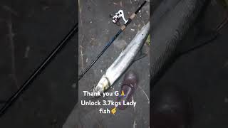 37kgs Ladyfish landed using 8grms minnow pinksilver [upl. by Handal359]