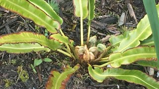 Harts Tongue Fern Asplenium Scolopendrium  Fronds Uncurling May 23 [upl. by Geordie]