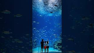 Okinawa Churaumi Aquarium Japan [upl. by Elok525]