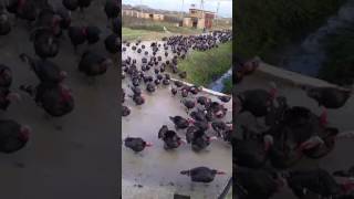 Army of Turkeys Gobble [upl. by Beitnes413]