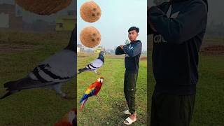 parrot pingen crow peacock 🦚shortsfeed vairalvideo shortsfeed shorts trending [upl. by Murry]