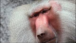 BABOON [upl. by Tra]