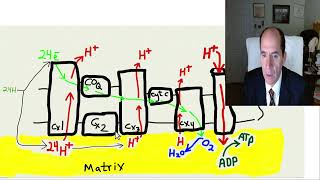 part 3 Glutamate brain damage [upl. by Astra]