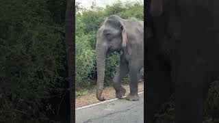 Cool walk with a Wild Elephant elephant srilankanelephant subscribe [upl. by Kciwdahc498]