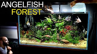 Building a STUNNING 3ft Aquarium for Angelfish amp Emperor Tetras [upl. by Beulah]