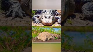 Crocodile vs Alligatorcrocodile shortsfeedamazingfacts [upl. by Blight]