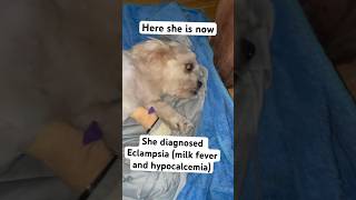 Chinchins recovery Part 1😟 nothing is impossible youtubeshorts shortvideo doglover animallover [upl. by Rida464]