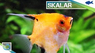 🐠 SKALAR  FLOSSENSEGLER  Alle wichtigen Informationen in 100 Sekunden [upl. by Joleen]