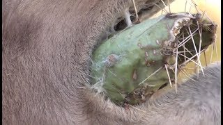 Camels vs Cactus جمل [upl. by Maurizio745]