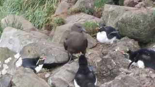 Brown skua steals Rockhopper penguin egg [upl. by Hcahsem]